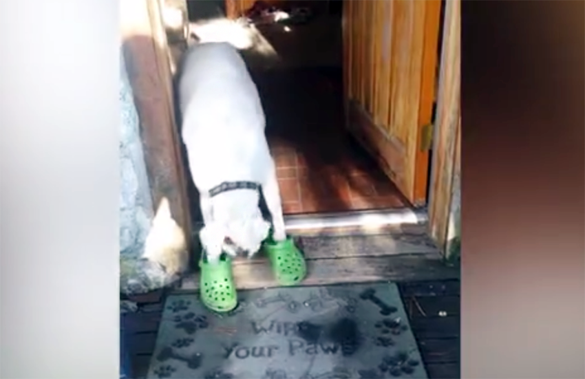 boxer walks in crocs