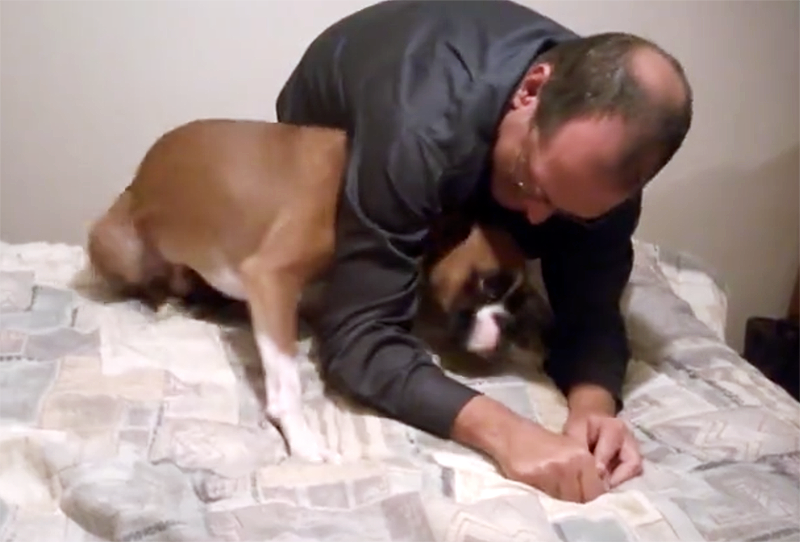 guilty boxer hides under dad