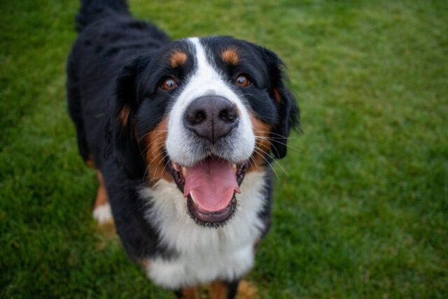 best eye supplements for Bernese Mountain Dogs