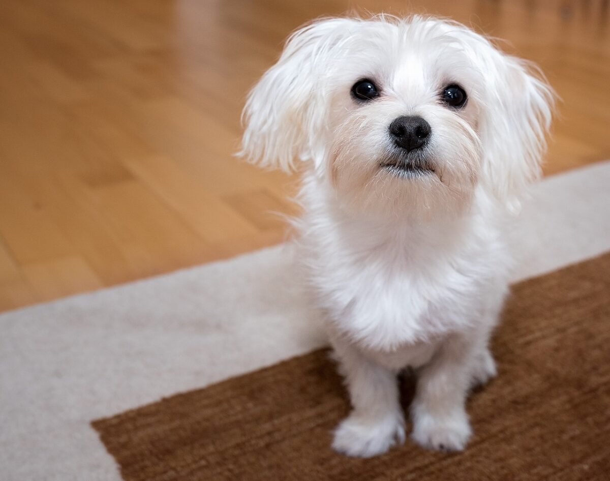 the best dog gate for your Maltese