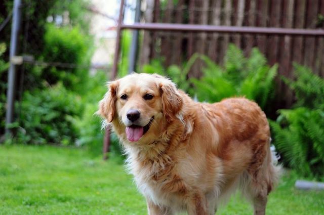 golden-retriever-932438_1280-2-768x510