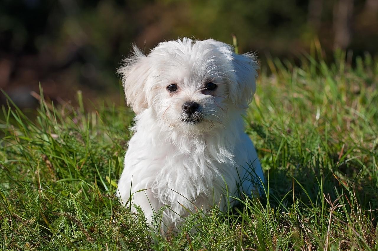 9 Best Puppy Dog Foods for Maltese